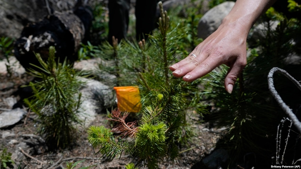 A Colorado Forest Restoration Institute researcher at Colorado State University touches a test seedling in June 2024, in Bellvue, Colorado. (AP Photo/Brittany Peterson)