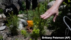 A Colorado Forest Restoration Institute researcher at Colorado State University touches a test seedling in June 2024, in Bellvue, Colorado. (AP Photo/Brittany Peterson)