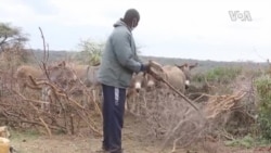 Kenya Donkey Poaching -- USAGM