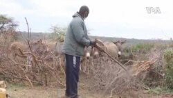 Kenya Donkey Poaching ...