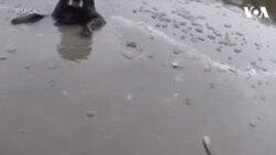 Spašavanje psa iz smrznute rijeke