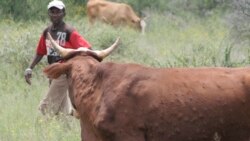 Liqaphele Imikhuhlane Yezifuyo Futhi Lingadli Inyama Ezifeleyo, Kuxwayisa Ingcwethi