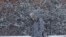 A pedestrian walks through a snow storm, in south Philadelphia, Pennsylvania, USA. The National Weather Service said the storm could bring 8 to 12 inches of snow to Philadelphia and New York City, and more than a foot in Boston.