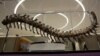 Dinosaur Tail to Be Auctioned for Mexico Quake Reconstruction