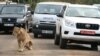 Runaway Lion Claws Man on Nairobi Street