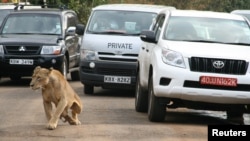 FILE - A female lion walks along a road as visitors sit in their vehicles at Nairobi's National Park in Kenya's capital Nairobi, July 12, 2014. 