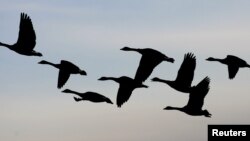 Canada geese head south for the winter from Manitoba.