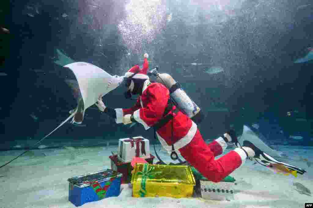 A diver dressed as Santa Claus performs during a Christmas-themed underwater show at the COEX aquarium in Seoul.