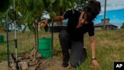 Valerie Libbey picks up a ripe pawpaw, Sept. 18, 2024, at her farm in Washington Court House, Ohio.