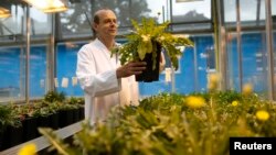 Dirk Pruefer revisa una planta de diente de leon en un vivero en el Fraunhofer Institute for Molecular Biology and Applied Ecology (IME) en Muenster, Alemania.