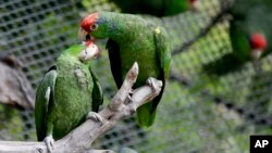 Burung Nuri kepala merah yang berasal dari kota Tamaulipas, Meksiko dan banyak djual sebagai hewan piaraan di wilayah California, AS. 