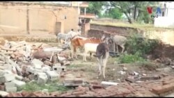 چارواکي وايي په میرپور کې د شوي زلزلې د نقصان جاج اخیستل کېږي