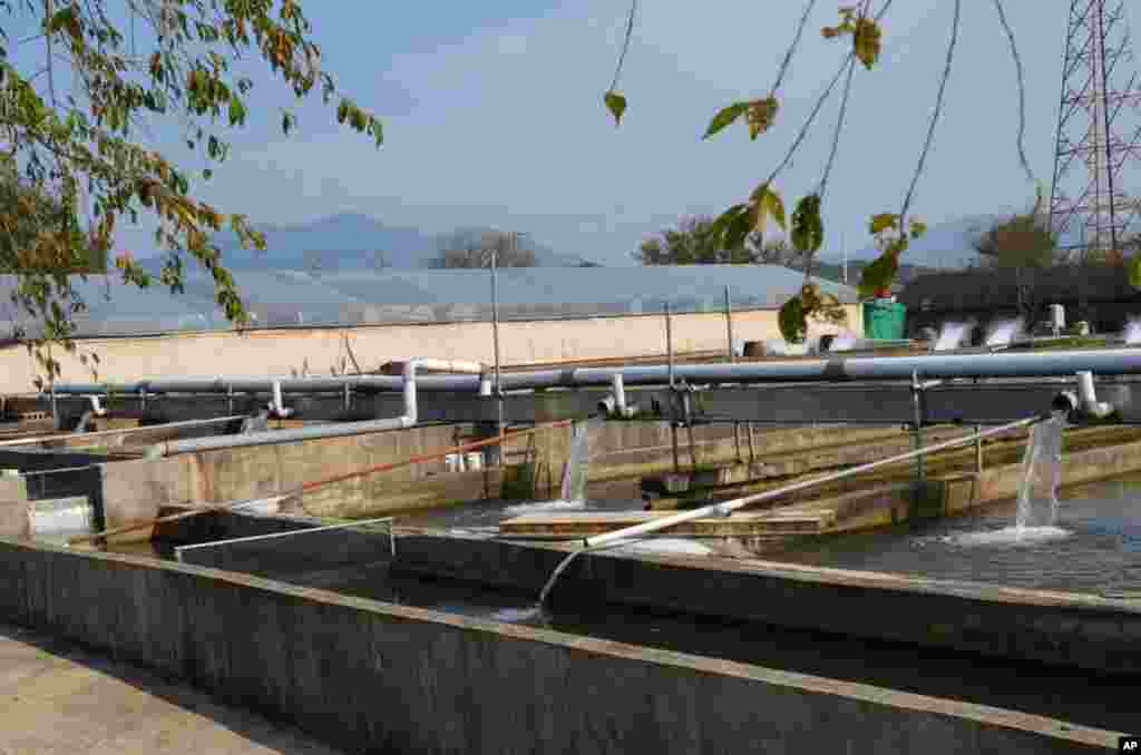 The quality and temperature of the water for the sturgeon, drawn from the Southern Han River, are critical for the sturgeon to thrive and produce commercial quality caviar. (VOA - S. Herman)