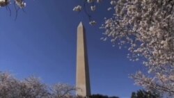 美国万花筒: 普利策奖公布得奖名单；华盛顿樱花季