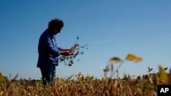 Jorge Josifovich, a farmer and agricultural engineer in Argentina, who picked up soy seeds affected by the drought in Argentina's most fertile agricultural regions on March 23, 2018. 