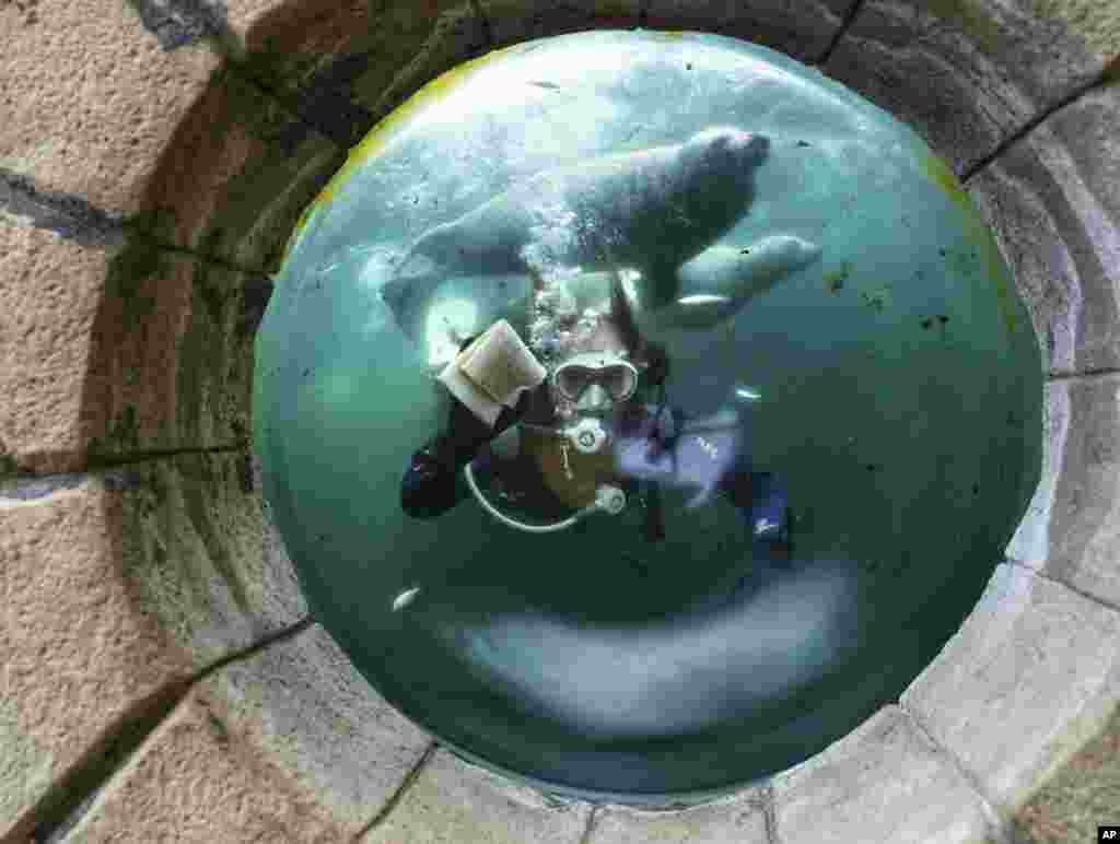 A diver cleans the inside window of the seal tank at Tynemouth Aquarium in Tynemouth, Britain as it prepares to open on Saturday after the coronavirus lockdown restrictions are lifted.