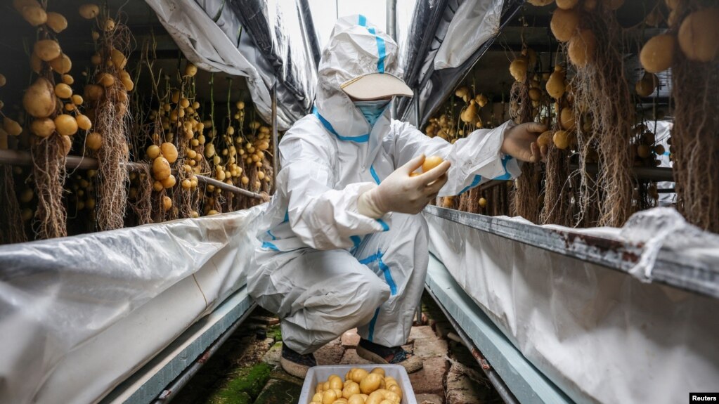 FILE - A worker wearing a protective suit harvests potato tubers at a greenhouse in Yakeshi, Inner Mongolia, China, June 16, 2024. 