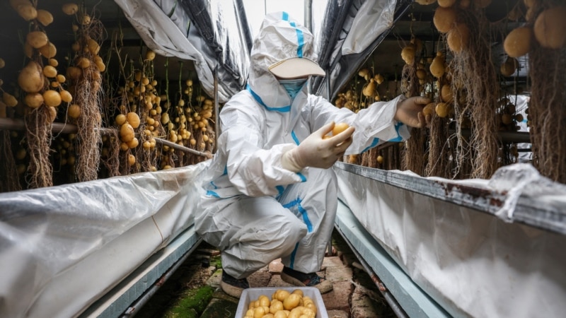 Chinese scientists rush to climate-proof potatoes