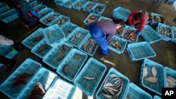 FILE - Local workers arrange the inshore fish during a morning auction at Hisanohama Port, Thursday, Oct. 19, 2023 in Iwaki, northeastern Japan. (AP Photo/Eugene Hoshiko, Pool, File)