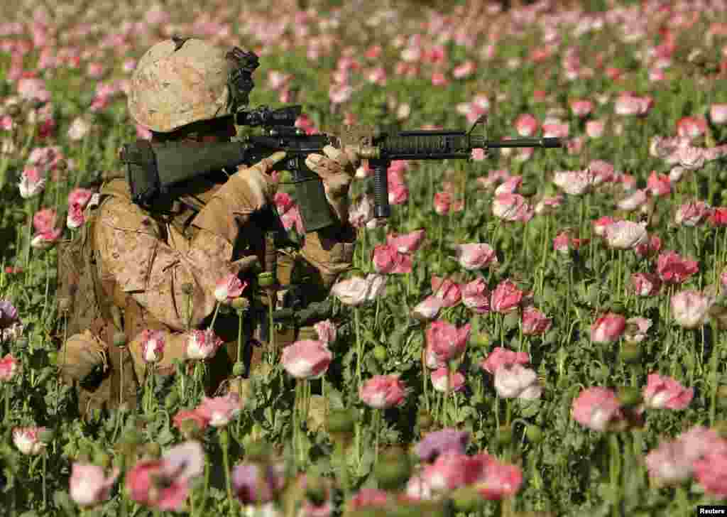 عسکر امریکایی در عملیات تخریب زمین های کوکنار هلمند.