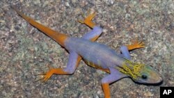 A psychedelic gecko [Cnemaspis psychedelica] is seen on this undated handout released World Wildlife Fund, December 12, 2011.
