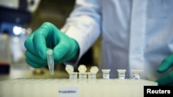 FILE - An employee of German biopharmaceutical company CureVac demonstrates research workflow on a COVID-19 vaccine at a laboratory in Tuebingen, Germany, March 12, 2020. (Reuters)