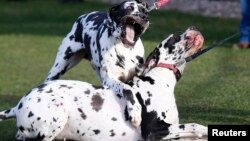 Dua anjing Great Danes di acara pameran anjing di Birmingham, Inggris tengah, 6 Maret 2015.