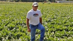 A farmer walks through a field of Roundup sugar beets grown on private land near Longmont, Colorado in this photo from 2006.