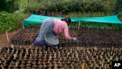 A worker arranges native tree saplings at a nursery run by a restoration practitioner in Udhagamandalam in Nilgiris district, India, Sept. 27, 2024.