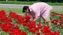 A woman picks tulips in Pulheim, Germany