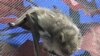 Ecologist and Rehabilitator Educates on the Benefits of Bats