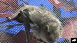 Ecologist and Rehabilitator Educates on the Benefits of Bats