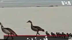 قدم زدن خانوادگی غازها در باند فرودگاه