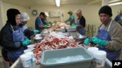 Employees, many from Laos and Thailand, crack crab shells for up to 12 hours a day in Bayou La Batre, Alabama.