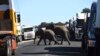 Dua ekor gajah terlihat menyebrangi jalan yang dipenuhi oleh kendaraan di Kazungula, Botswana, pada 10 Mei 2021. (Foto: AFP/Monirul Bhuiyan)