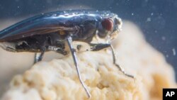 An alkali fly creates a protective bubble in order to dive in Mono Lake, California, in this June 2017 photo released on Nov. 20, 2017.