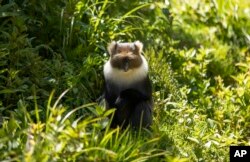 FILE - Sykes’ monkey roams at the Aberdare National Park in Nyeri, Kenya, January 24, 2024.