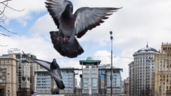 Burung-burung terbang di gedung Kedutaan Besar Inggris di Moskow, Rusia, 16 Maret 2018. (Foto: Pavel Golovkin/AP Photo)