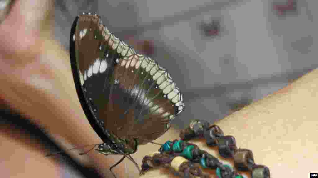 Amerikan Doğa Tarihi Müzesi: Kelebekler