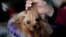 Skip, a Yorkshire Terrier, is groomed in the benching area before judging at the 2016 Westminster Kennel Club Dog Show in the Manhattan borough of New York City, February 15, 2016.