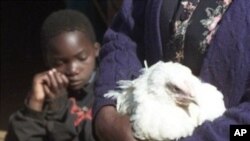 A woman clutches a chicken in the poverty-stricken Lawley district, south east of Johannesburg (file)