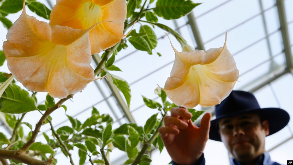 FILE - An employee touches the flower of a Datura Stramonium plant, part of the nightshade family, at The Royal Botanic Gardens in London, Monday, Sept. 22, 2014. The nightshade family is known to have toxins in fruit or in stems and leaves.(AP Photo/Kirsty Wigglesworth, File)