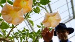 FILE - An employee touches the flower of a Datura Stramonium plant, part of the nightshade family, at The Royal Botanic Gardens in London, Monday, Sept. 22, 2014. The nightshade family is known to have toxins in fruit or in stems and leaves.(AP Photo/Kirsty Wigglesworth, File)