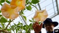 FILE - An employee touches the flower of a Datura Stramonium plant, part of the nightshade family, at The Royal Botanic Gardens in London, Monday, Sept. 22, 2014. The nightshade family is known to have toxins in fruit or in stems and leaves.(AP Photo/Kirsty Wigglesworth, File)