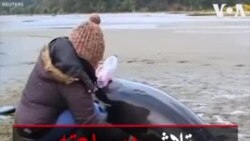 تلاش دوساعته برای نجات یک دلفین در ساحل جنوب شیلی