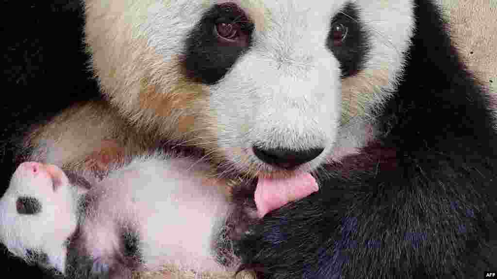 Giant panda Meng Meng cares for one of her twin cubs, born Aug. 22, 2024, at the zoo in Berlin, Germany, in this photo released by the Berlin Zoological Garden on Sept. 19, 2024.