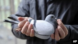 El alimento, producido en Alemania, no es nocivo para la salud de las palomas ni para ningún otro animal.