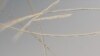 A magnified image of Pseudo-nitzschia australis. (C. Wingert/Cochlan San Francisco State University_