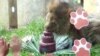 Lion Celebrates 13th Birthday With Cake at Rio Zoo