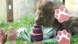 Lion Celebrates 13th Birthday With Cake at Rio Zoo